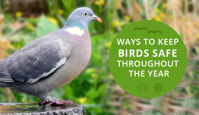 Ways to Keep Birds Safe Throughout the Year